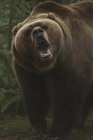 Bart The Bear